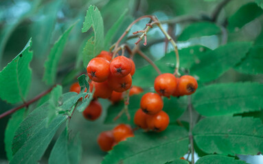 Close-up photo of a cluster of red rowanberries on a tree branch with green leaf. Autumn nature.