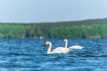 Two Graceful white Swans swimming in the lake, swans in the wild