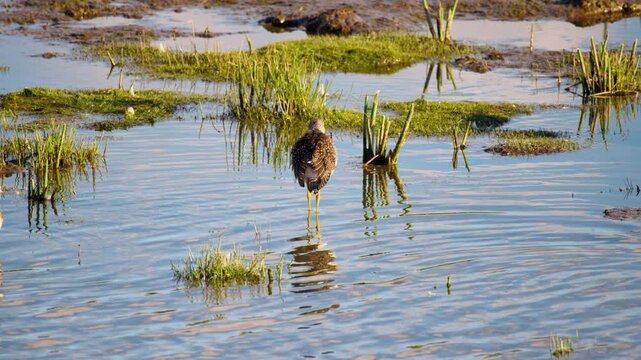 Close-Up Slow Motion of Killdeer (Charadrius vociferus) in Wetland Habitat