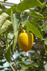 A persimmon tree with ripe orange fruit.