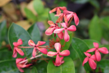 Obraz premium A vibrant cluster of pink flowers with slender green stems, set against a backdrop of green leaves. The flowers are in full bloom, their petals radiating outward from the central buds