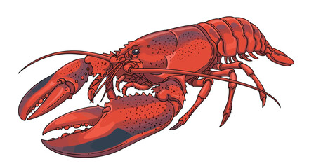 A vibrant red lobster with large claws and segmented body.