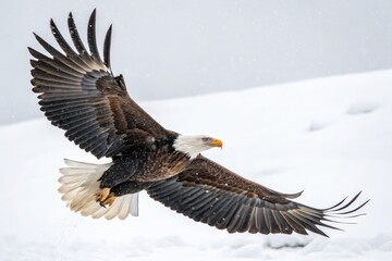 Obraz premium Bald Eagle Soaring Over Snowy Landscape in Winter Wonderland