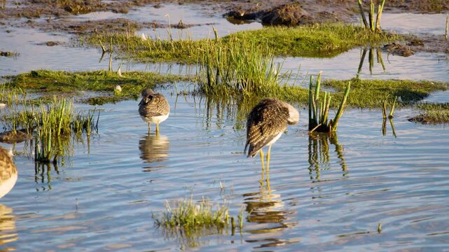 Summer Scene of Two Killdeer (Charadrius vociferus) in Alaskan Wetland