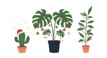 Festive houseplants adorning the winter holidays.