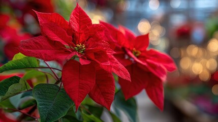 Festive Poinsettia Blooms with Vivid Red Bracts, Green Foliage and Blurred Background Bokeh for Holiday Season Decor