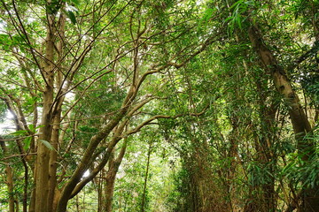 Senzu Kiritoshi Pass, Historic Forest Path in Oshima, Tokyo, Japan - 日本 東京 大島 泉津の切通し
