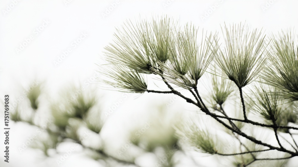 Wall mural elegant pine branch against soft white background displaying delicate green needles in sharp focus