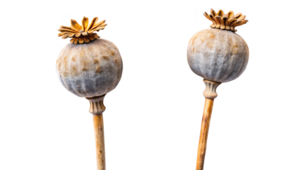 Two dried poppy seed pods isolated on transparent background, close up shot