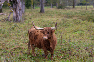 highland cow in a pasture