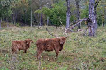 Highland cows in the pasture