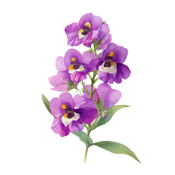 Angelonia Flower watercolor vector, hand-painted style, high-quality illustration isolated on white background.