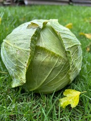 head of cabbage