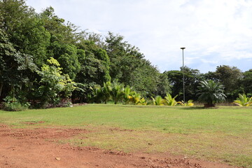 An outdoor scene featuring a yard with sparse vegetation. The yard is bordered by a grassy area where two small bushes can be seen