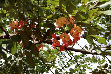 Flowers on a tree branch. The tree has green leaves, and the flowers are orange red with a light center