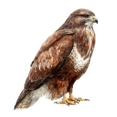 Watercolor painting of Buzzard, detailed and artistic vector illustration on a white background.