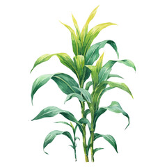 Corn Plant watercolor vector illustration, high-quality artwork isolated on a pure white background.