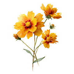 Coreopsis watercolor vector illustration, high-quality artwork isolated on a pure white background.