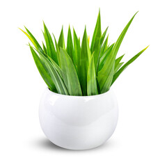 A clump of bright green, blade-like pandan leaves in a smooth, round white planter.