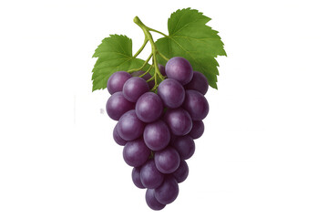 Fototapeta premium Fresh purple grapes bunch with green leaves on a vine stem, offering healthy fruit, rich in vitamins, on transparent background