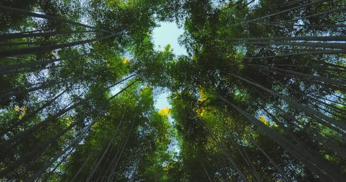 walking through a bamboo forest upside down point of view,arashiyama grove famous travel destination japan