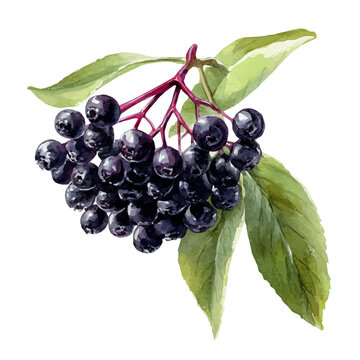 Watercolor painting of Elderberry, detailed and artistic vector illustration on a white background.
