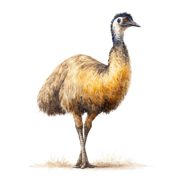 Stylized watercolor Emu vector, modern artistic illustration with high-quality details on a pure white background.
