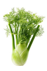 Close-up of fresh fennel bulb, bright green fronds