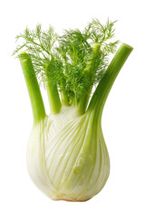 Close-up of fresh fennel bulb with vibrant green fronds