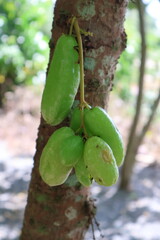 A close up view of a branch with green fruit attached to it. The fruit appears fresh, with a glossy surface that suggests they are ripe