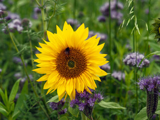 Bright sunflower blooms in a lush green field with bees buzzing in late spring sunlight
