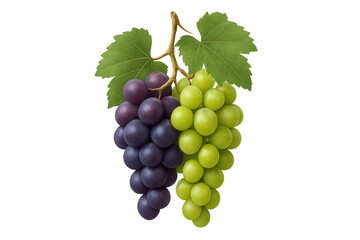 Fototapeta premium Fresh green and red purple grapes bunch with vine and leaves, healthy organic fruit, cut out on transparent background