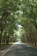Obraz premium A rural road flanked by rows of lush green trees