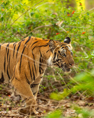 wild indian female bengal tiger or panthera tigris side walk in natural green background in winter morning wildlife jungle safari at bandhavgarh national park forest reserve madhya pradesh india asia