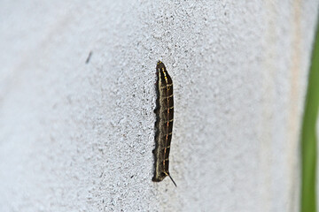 コンクリートの壁を登っているセスジスズメの終齢幼虫