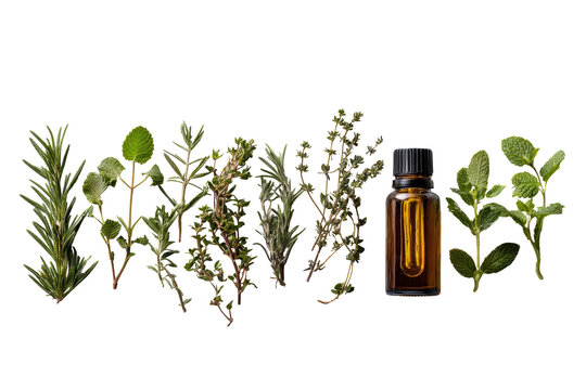 Aromatic herbs and essential oil bottle