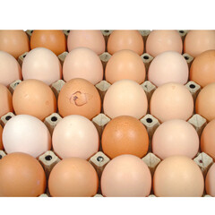 Untitled design - 新鮮な卵 (3)