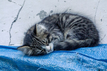 A small gray striped kitten with a white muzzle sleeps against a white wall on a blue tent.