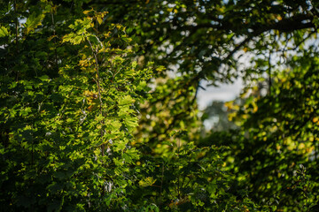 Vibrant summer scene with lush green maple tree branches and leaves glowing in sunlight creating peaceful and natural outdoor forest atmosphere