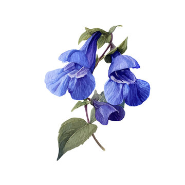 Skullcap watercolor vector illustration, high-quality artwork isolated on a pure white background.