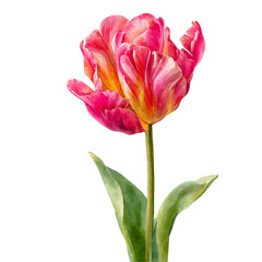 Stylized watercolor Tulip vector, modern artistic illustration with high-quality details on a pure white background.