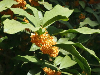 可愛らしい金木製の花