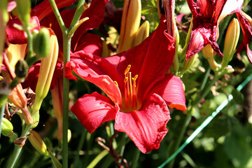 Red lily on a daylily bush with buds on a flowerbed in the garden on a sunny summer day -...