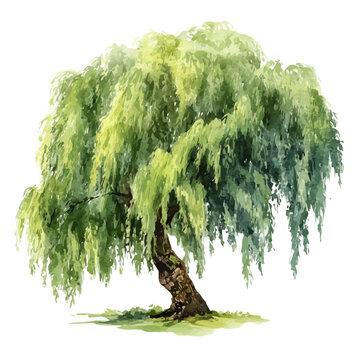 Watercolor painting of Weeping Willow Tree, detailed and artistic vector illustration on a white background.