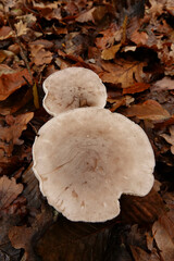 Closeup on a group of grey colored Clouded Agaric or Funnel mushroom, Clitocybe nebularis on the forest floor