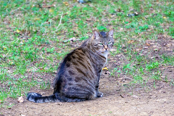 A gray cat with light stripes and green eyes sits on the grass looking out for prey.