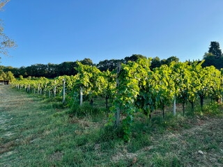 Obraz premium Grape plantations in Tuscany. Near towns Cetona and Piazze. View of the Tuscan mountains. Blue sky