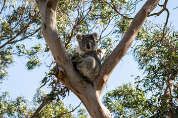 Koala sitting tree eating leaves cute nose