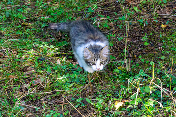 A small gray kitten with a white chest and paws among the grass carefully looks out for prey.