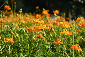 field of yellow Cosmos sulphureus blossom in the garden in sunny day
